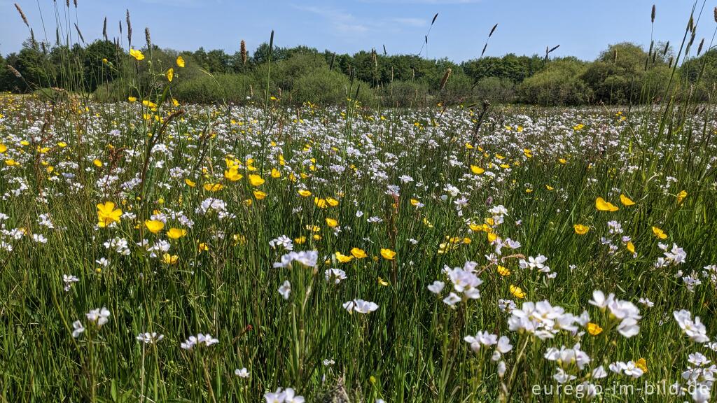 Detailansicht von Blühende Wiese im Kalltal bei Simmerath