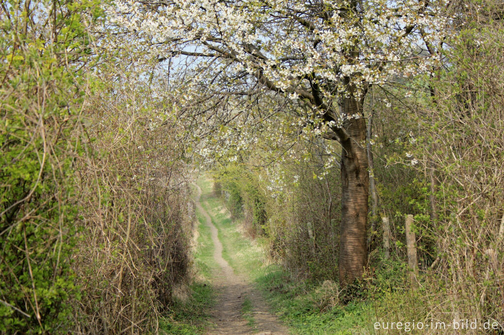 Detailansicht von Blühende Wildkirsche auf dem Wanderweg "Grenzroute 1"  bei Orsbach (Aachen)