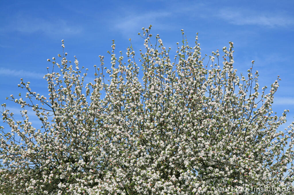 Detailansicht von Blühender Apfelbaum bei Camerig im Geultal