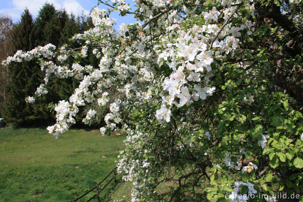 Detailansicht von Blühender Apfelbaum in Neroth