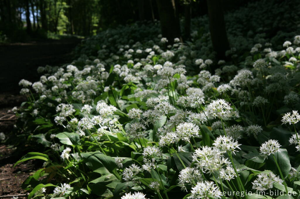 Detailansicht von Blühender Bärlauch, Allium ursinum, im Geultal zwischen Moresnet und Plombières, B