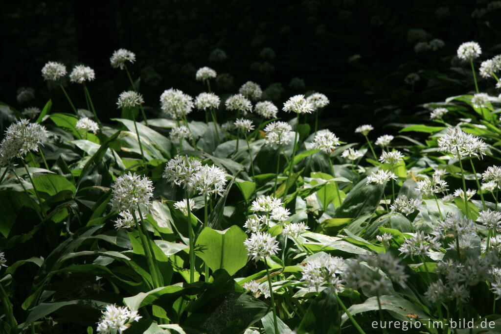 Detailansicht von Blühender Bärlauch, Allium ursinum, im Geultal zwischen Moresnet und Plombières, B