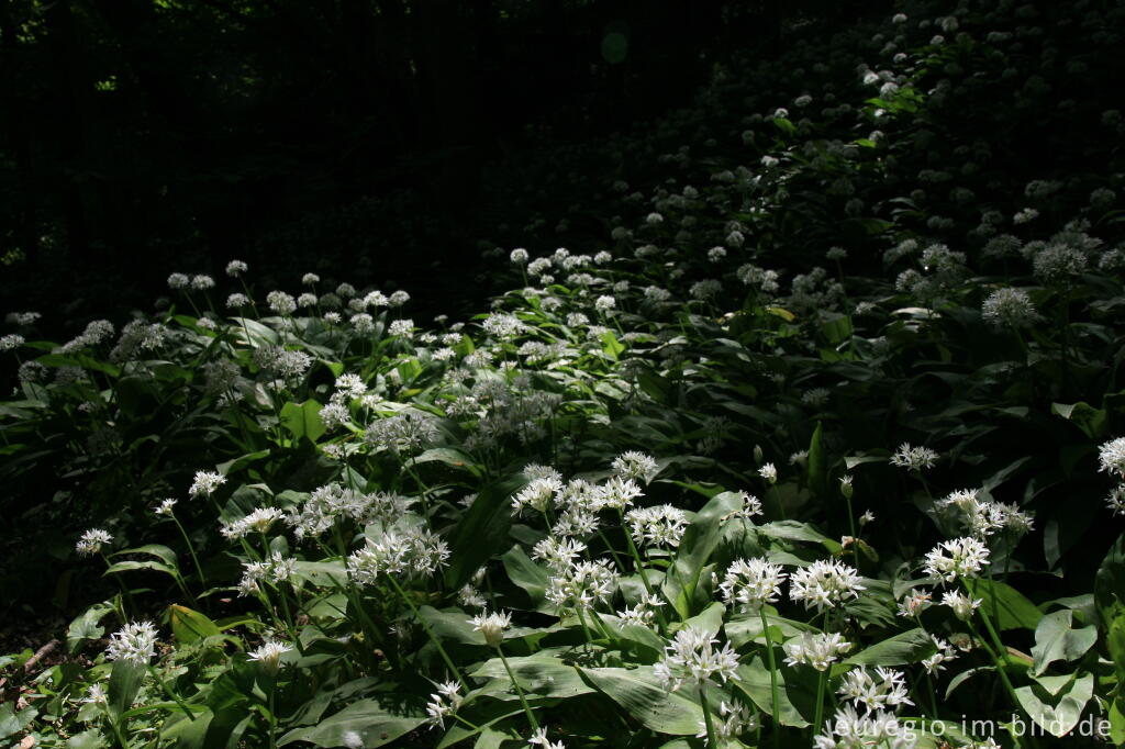 Detailansicht von Blühender Bärlauch, Allium ursinum, im Geultal zwischen Moresnet und Plombières, B