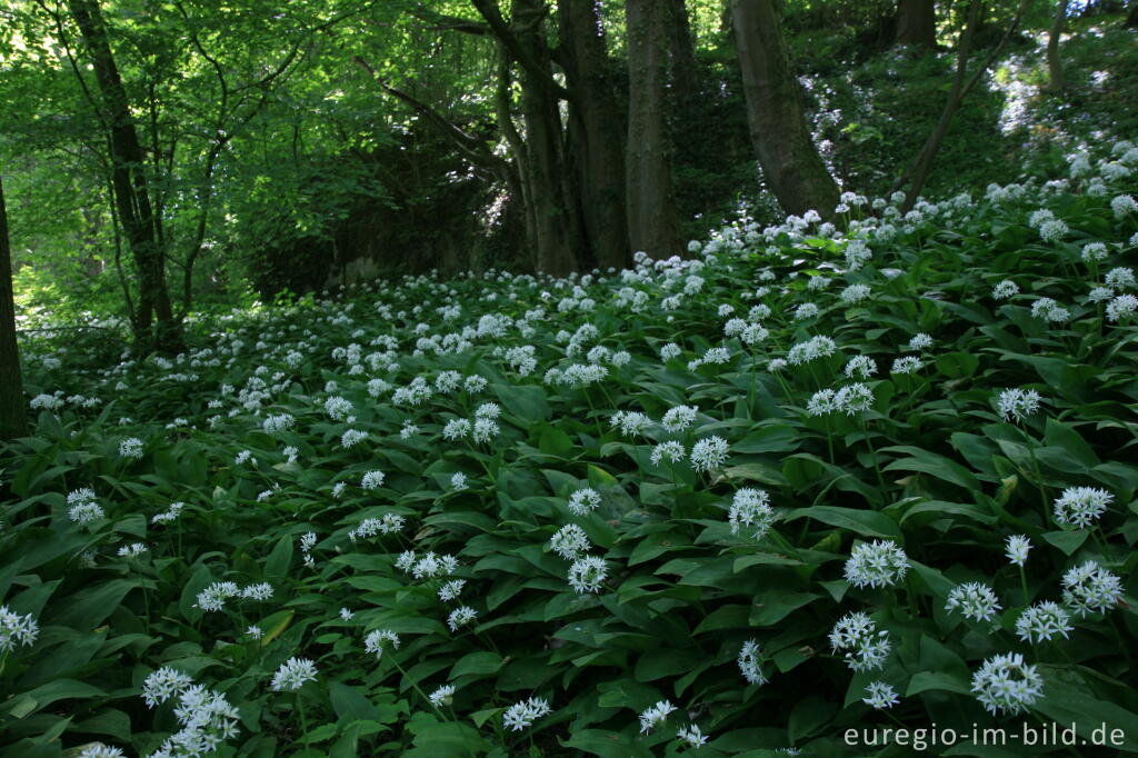 Detailansicht von Blühender Bärlauch, Allium ursinum, im Geultal zwischen Moresnet und Plombières, B