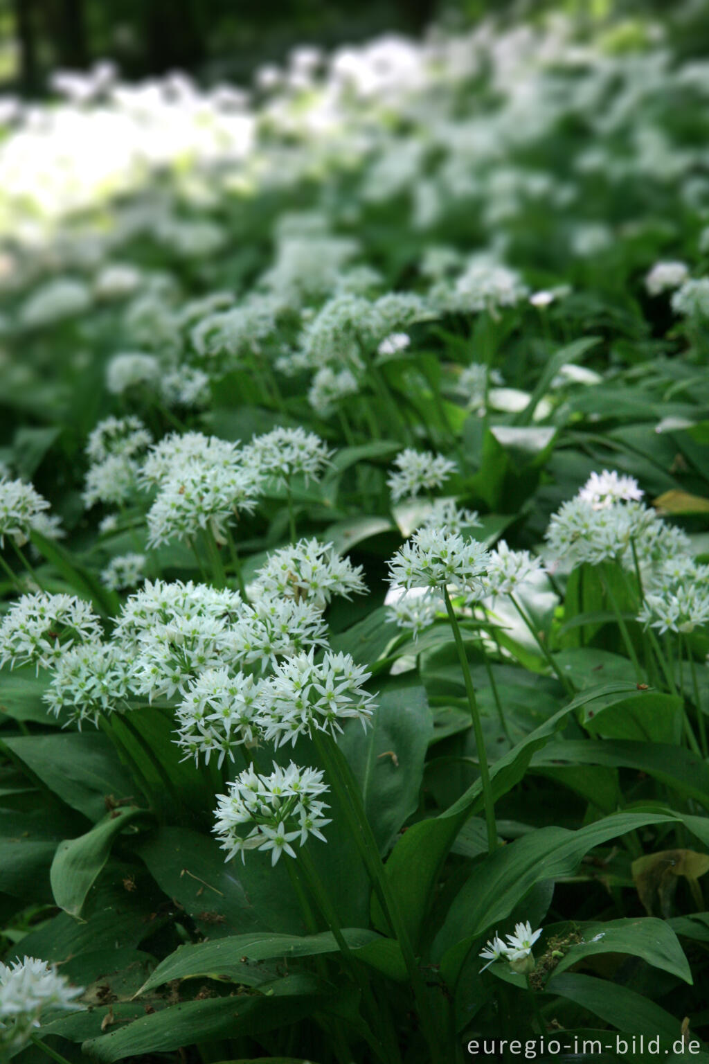 Detailansicht von Blühender Bärlauch, Allium ursinum, im Geultal zwischen Moresnet und Plombières, B