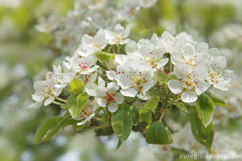 Detailansicht von Blühender Birnbaum