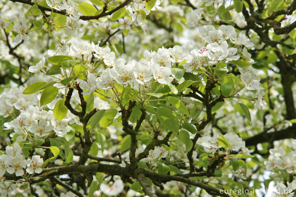 Detailansicht von Blühender Birnbaum