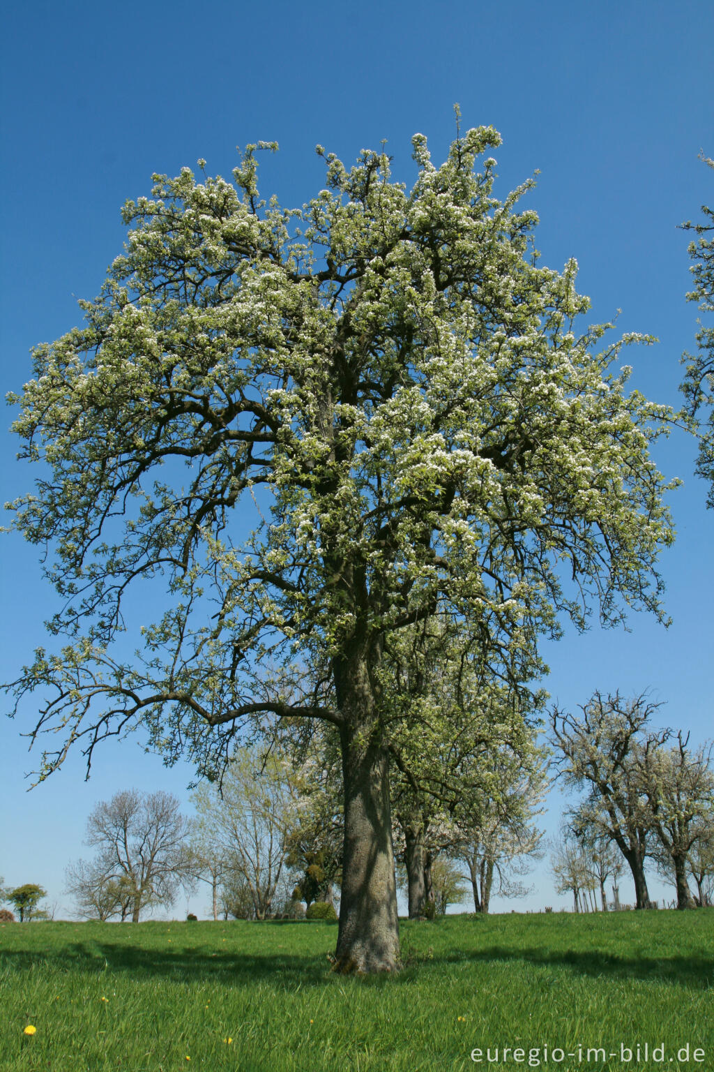 Detailansicht von Blühender Birnbaum bei Vijlen