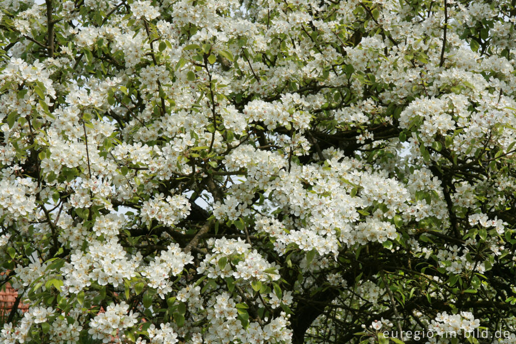 Detailansicht von Blühender Birnbaum