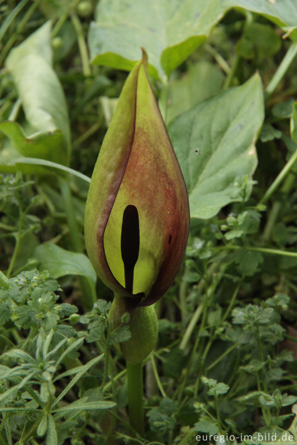 Detailansicht von Blühender Gefleckter Aronstab, Arum maculatum, am Periolbach bei Raeren