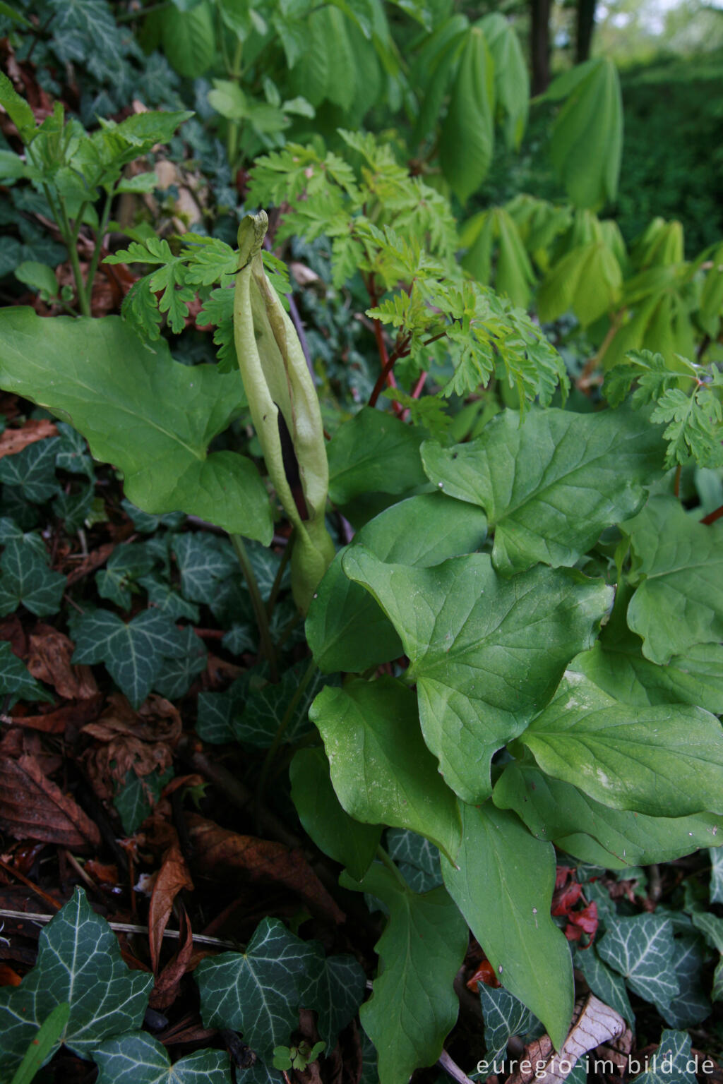 Detailansicht von Blühender Gefleckter Aronstab, Arum maculatum, zwischen Orsbach und Lemiers