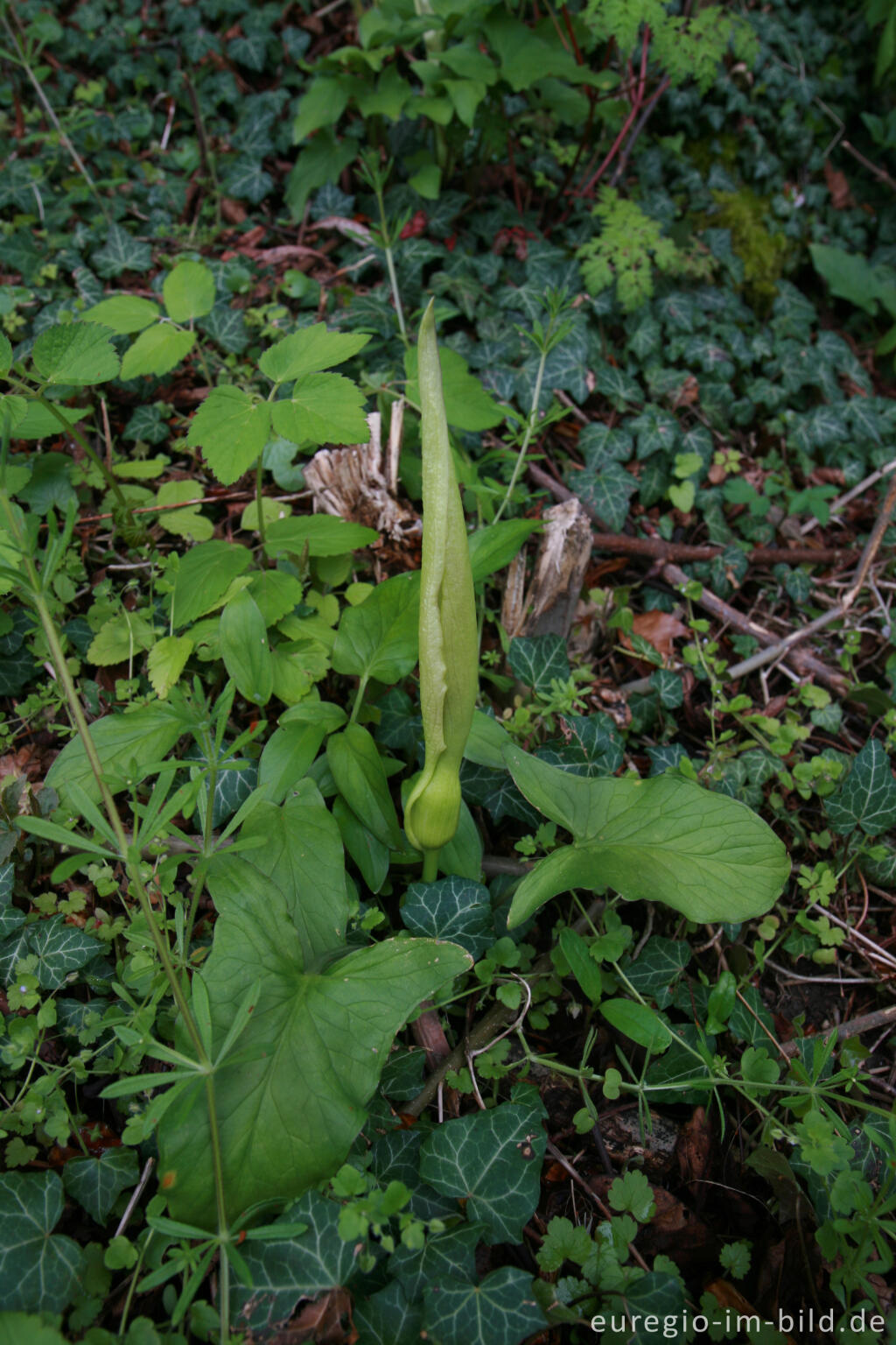 Detailansicht von Blühender Gefleckter Aronstab, Arum maculatum, zwischen Orsbach und Lemiers