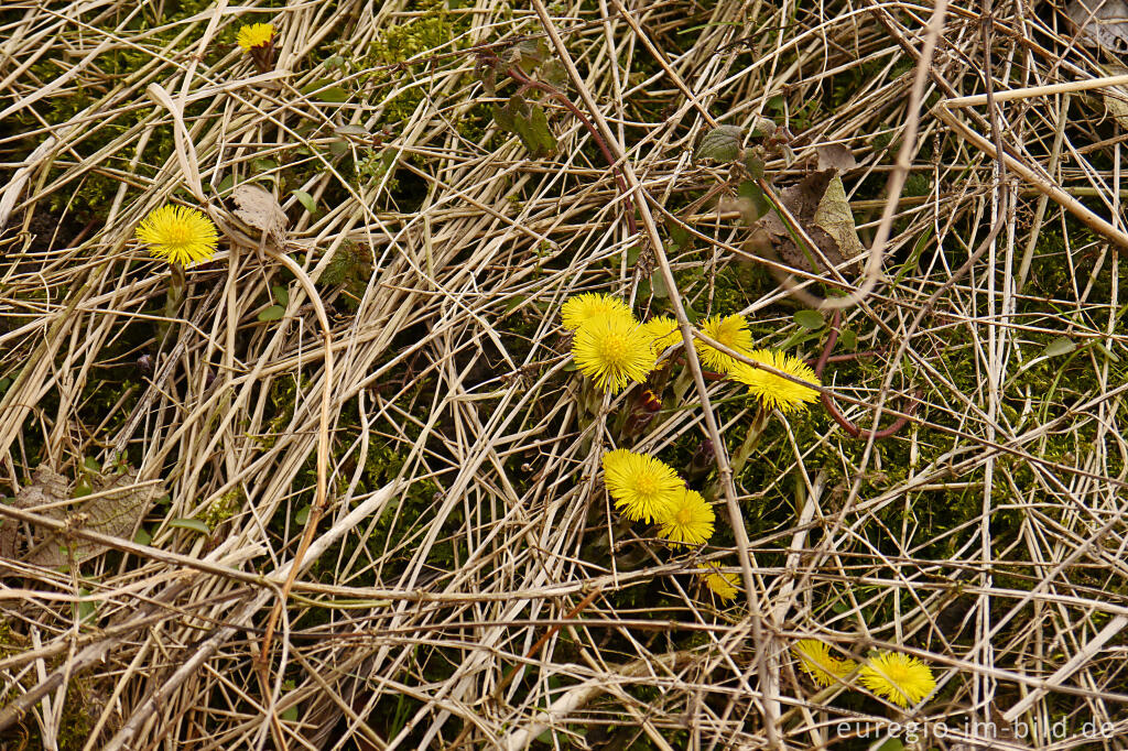 Detailansicht von Blühender Huflattich (Tussilago farfara)