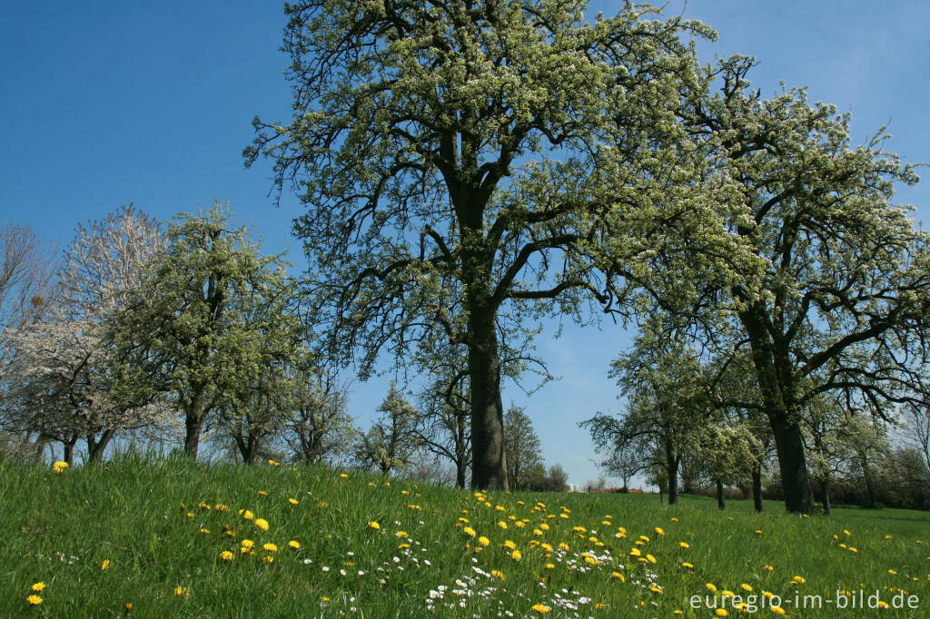 Detailansicht von Blühender Obstgarten bei Vijlen