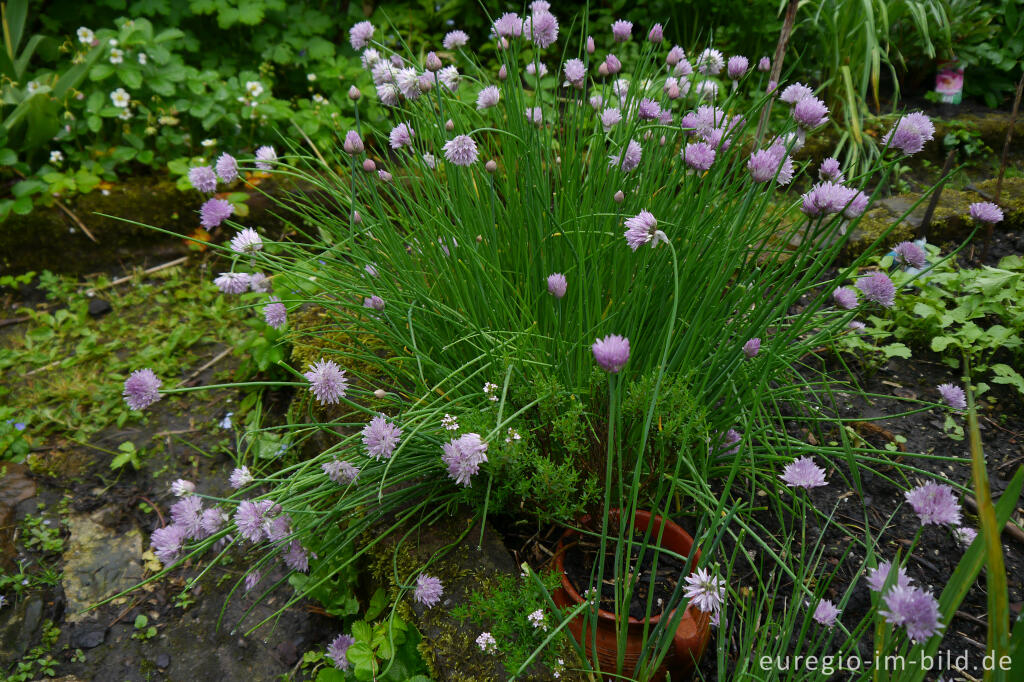 Detailansicht von Blühender Schnittlauch im Garten