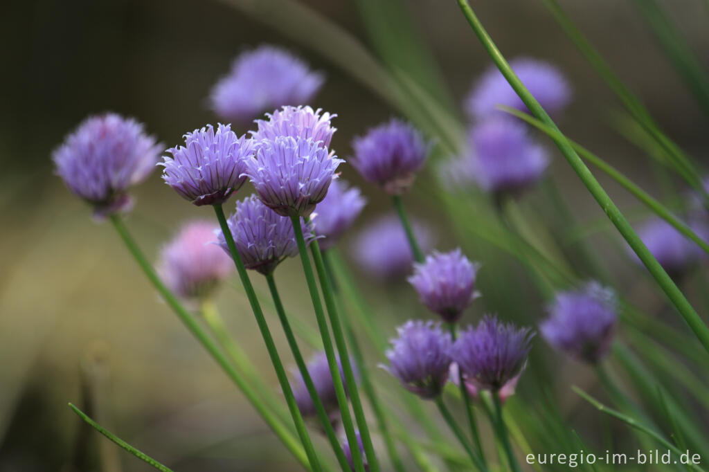 Detailansicht von Blühender Schnittlauch, Schnittlauch, Allium schoenoprasum