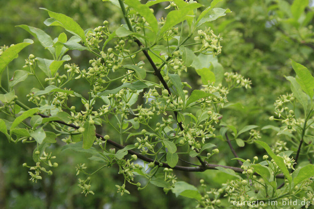 Detailansicht von Blühender Spindelstrauch, Euonymus europaeus 