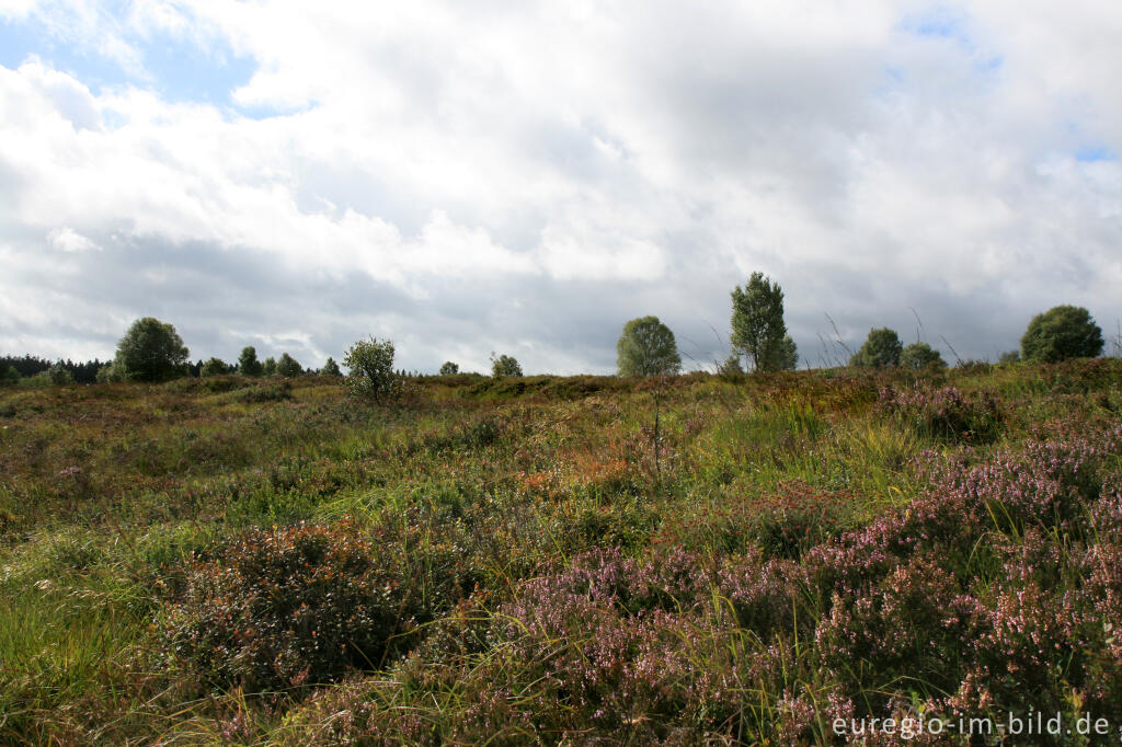 Detailansicht von Blühendes Heidekraut im Brackvenn, Hohes Venn