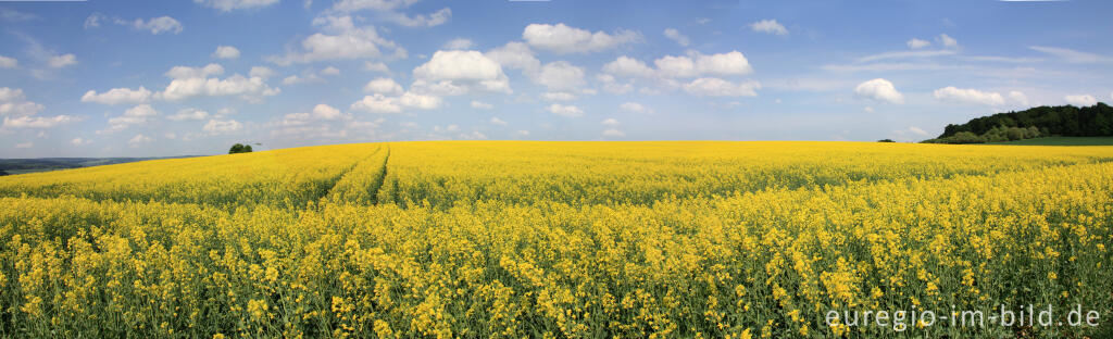 Blühendes Rapsfeld auf dem Eifelsteig vom Wolfsbeuel zum Rother Kopf, Panoramabild