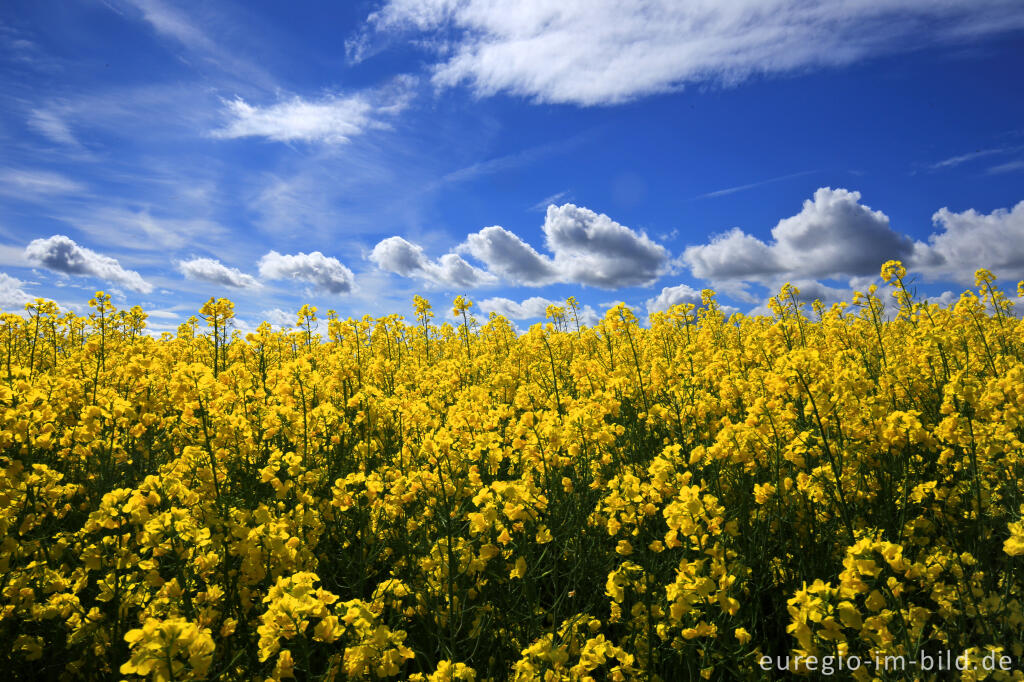 Detailansicht von Blühendes Rapsfeld in der Nähe von Blens bei Heimbach in der Eifel