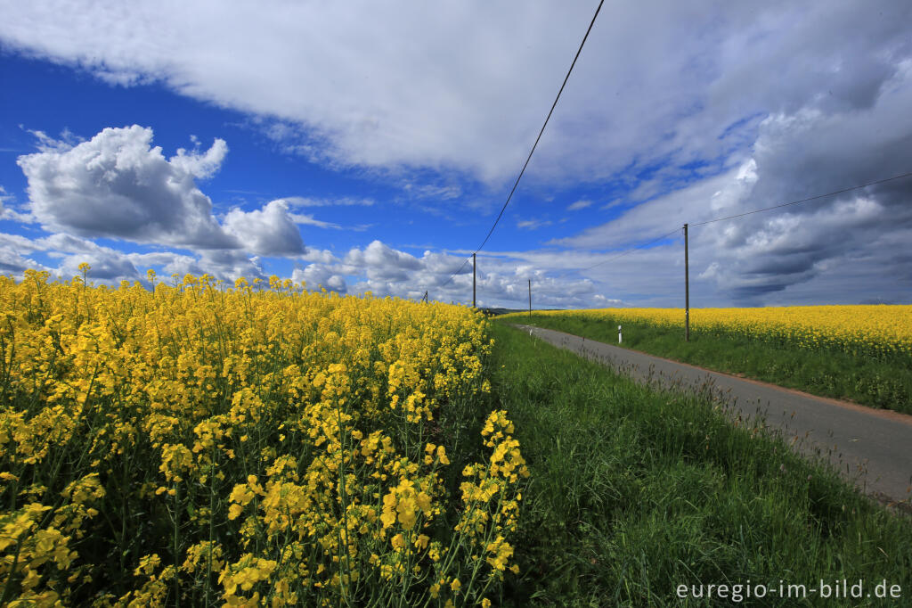 Detailansicht von Blühendes Rapsfeld in der Nähe von Blens bei Heimbach in der Eifel