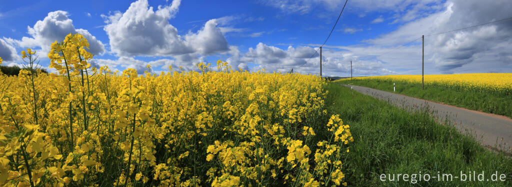 Detailansicht von Blühendes Rapsfeld in der Nähe von Blens bei Heimbach in der Eifel