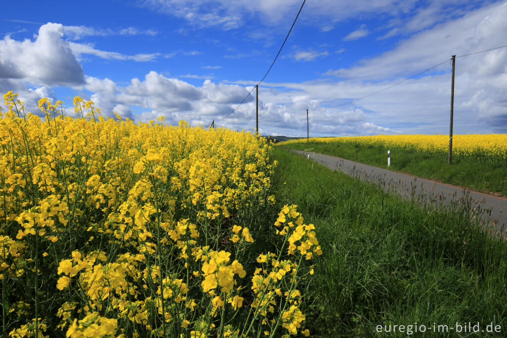 Detailansicht von Blühendes Rapsfeld in der Nähe von Blens bei Heimbach in der Eifel