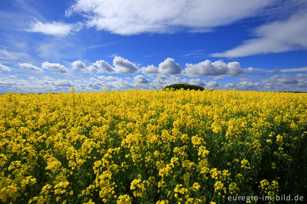 Detailansicht von Blühendes Rapsfeld in der Nähe von Blens bei Heimbach in der Eifel