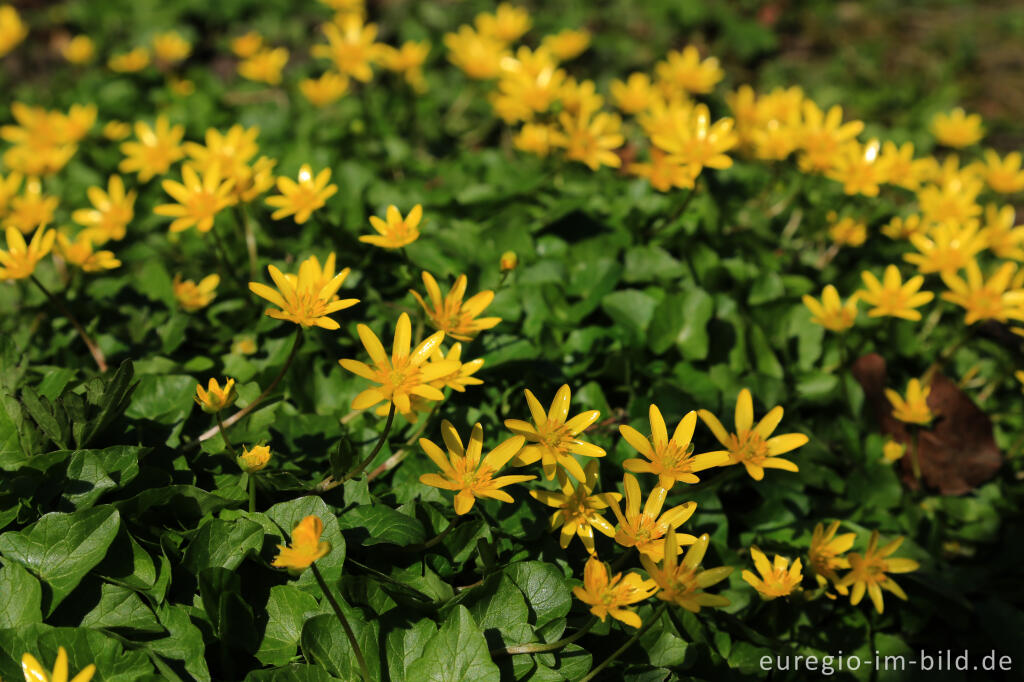 Blühendes Scharbockskraut (Ranunculus ficaria)