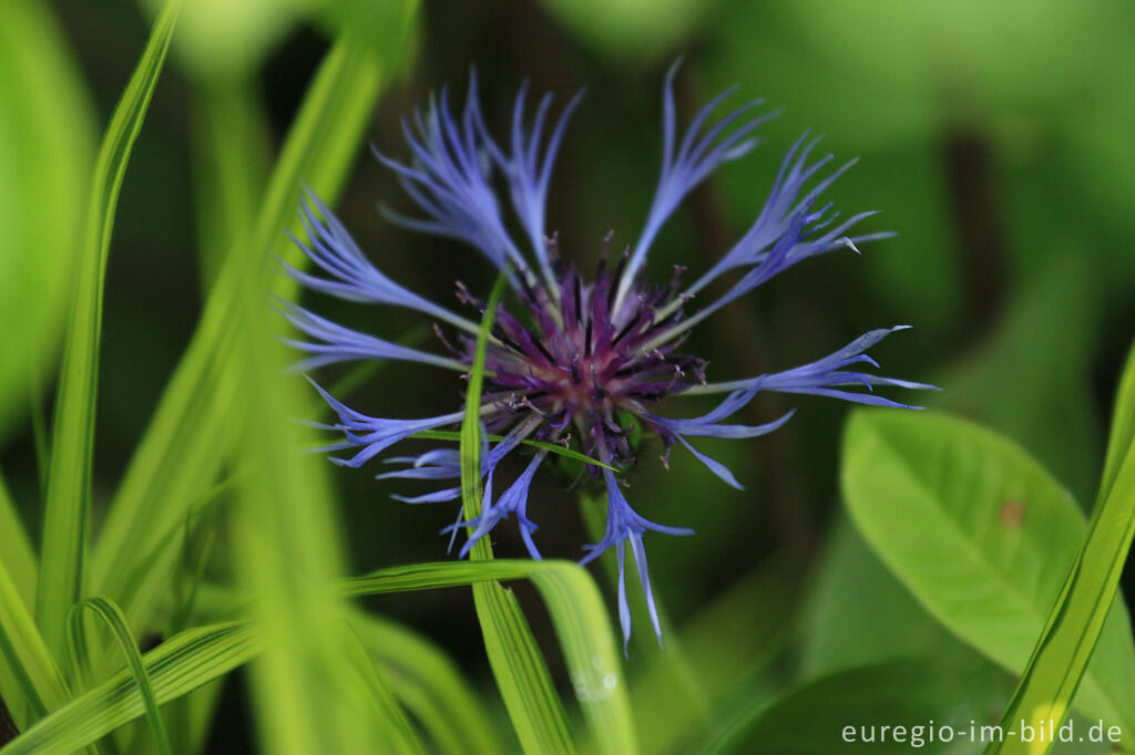 Detailansicht von Blüte der Berg-Flockenblume, Centaurea montana