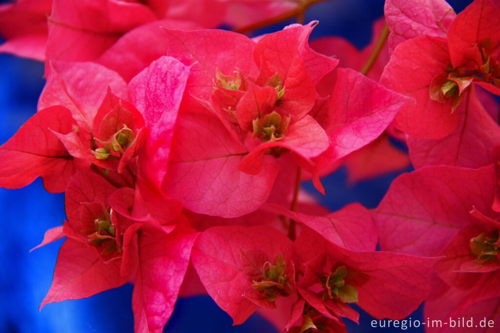 Detailansicht von Blüte der Bougainvillea