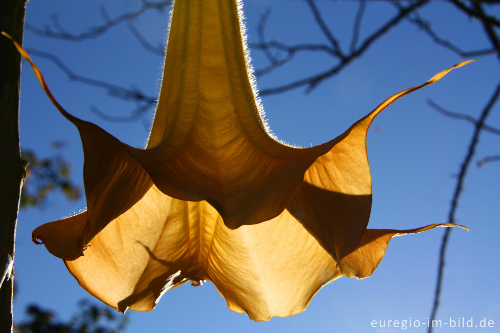 Detailansicht von Blüte der Engelstrompete, Brugmansia