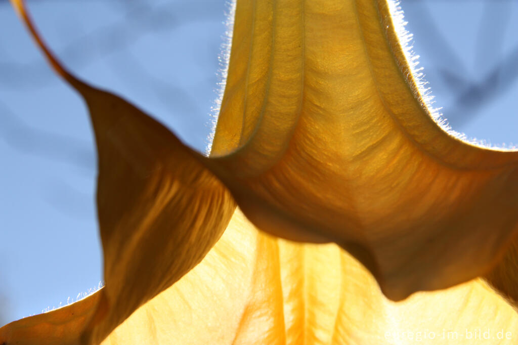 Detailansicht von Blüte der Engelstrompete, Brugmansia