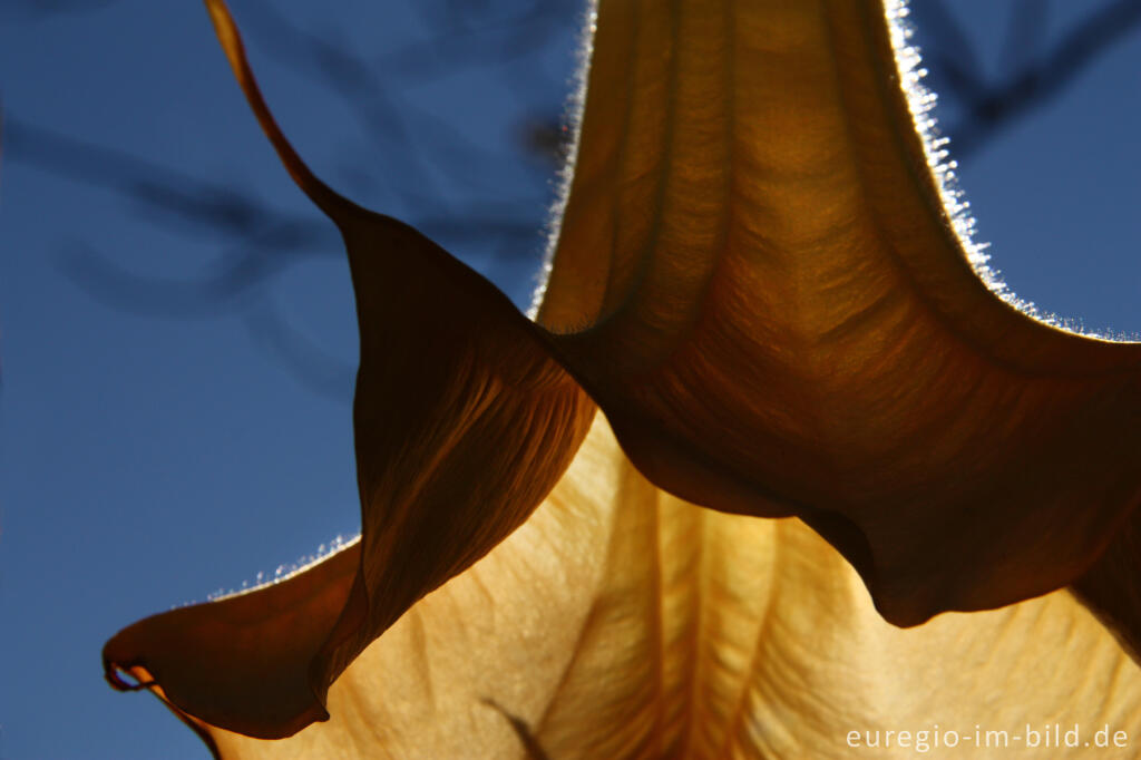 Detailansicht von Blüte der Engelstrompete, Brugmansia