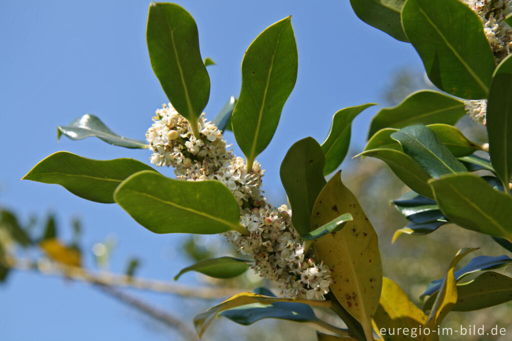 Detailansicht von Blüte der Europäischen Stechpalme (Ilex) mit stachellosen Blätter 