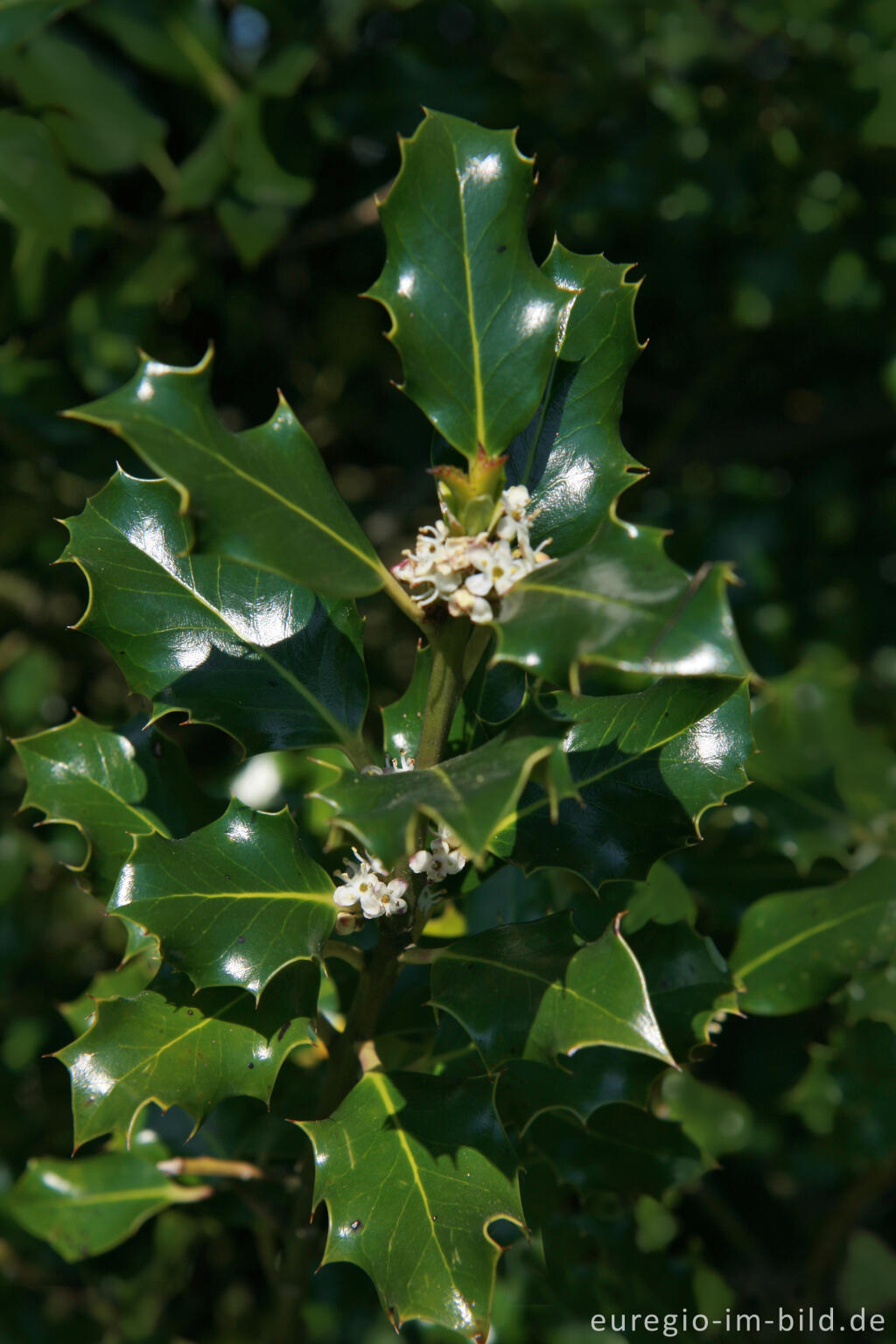 Detailansicht von Blüte der Europäischen Stechpalme (Ilex )