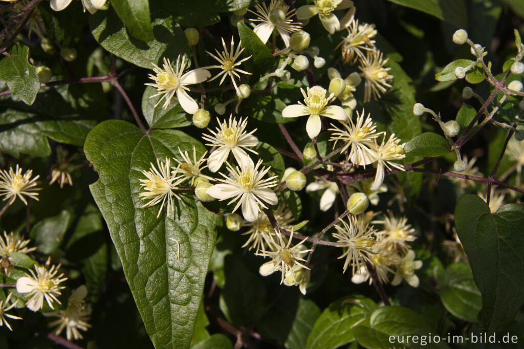 Detailansicht von Blüte der Gewöhnliche Waldrebe, Clematis vitalba