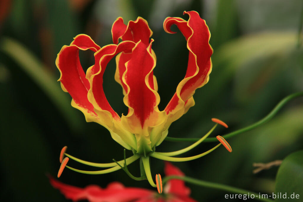 Detailansicht von Blüte der Gloriosa rothschildiana (Ruhmeslilie)