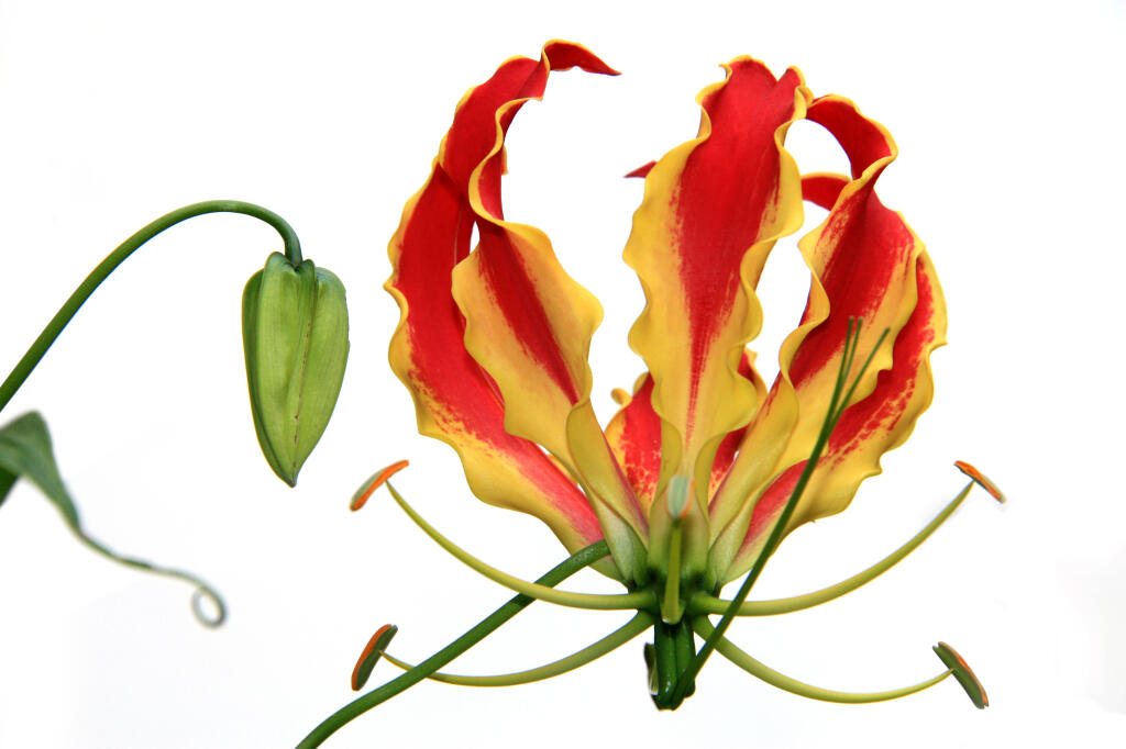 Detailansicht von Blüte der Gloriosa rothschildiana (Ruhmeslilie)