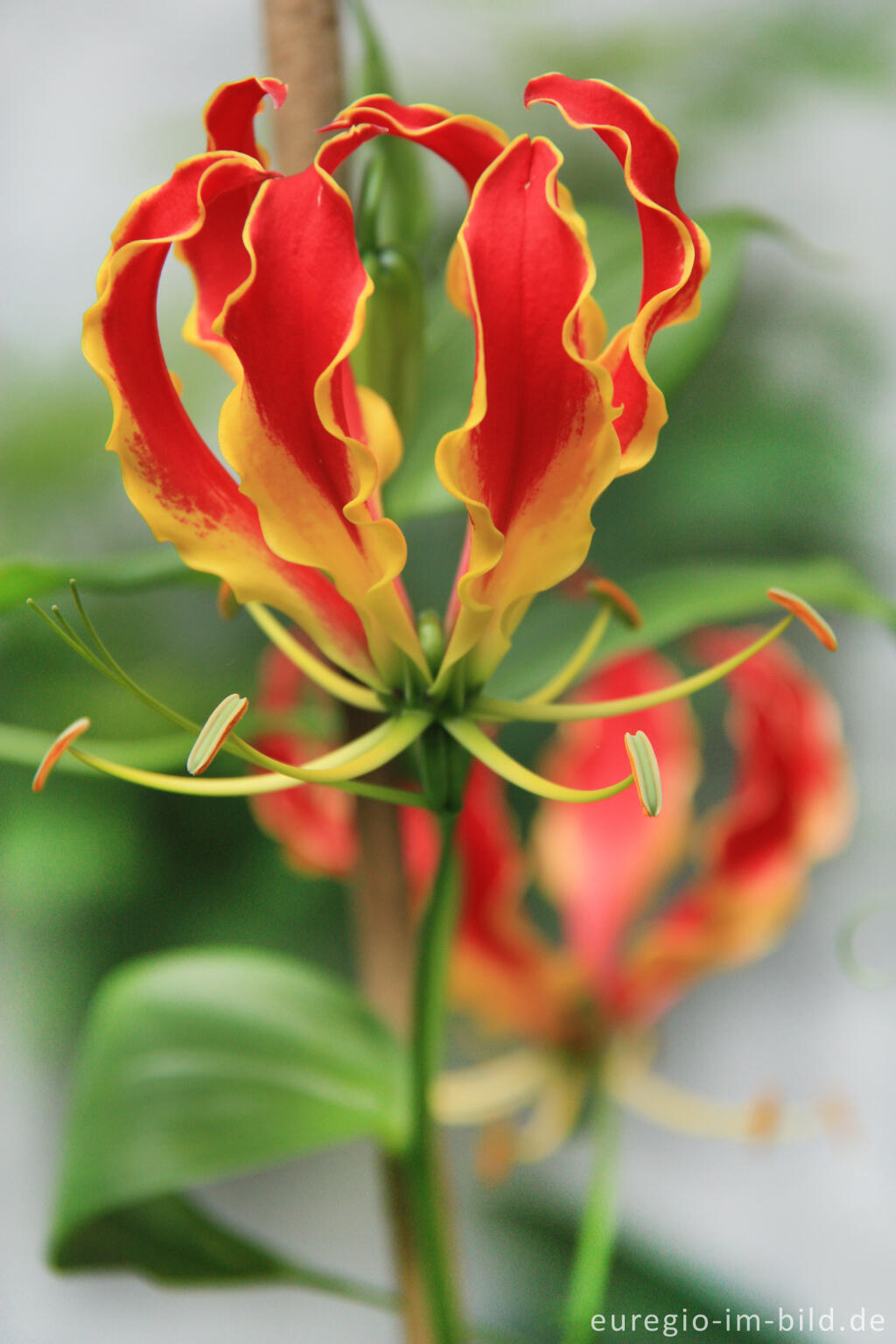 Detailansicht von Blüte der Gloriosa rothschildiana (Ruhmeslilie)