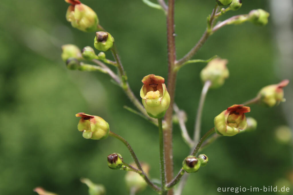 Detailansicht von Blüte der Knotigen Braunwurz, Scrophularia nodosa