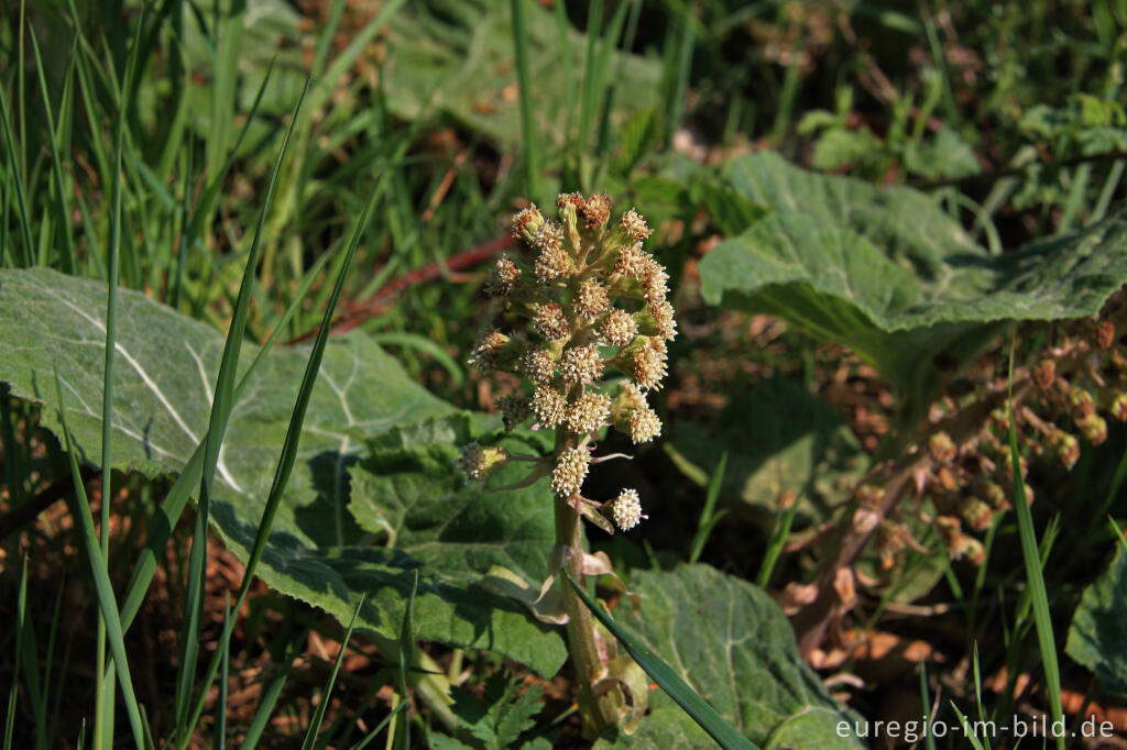 Detailansicht von Blüte der Pestwurz, Petasites