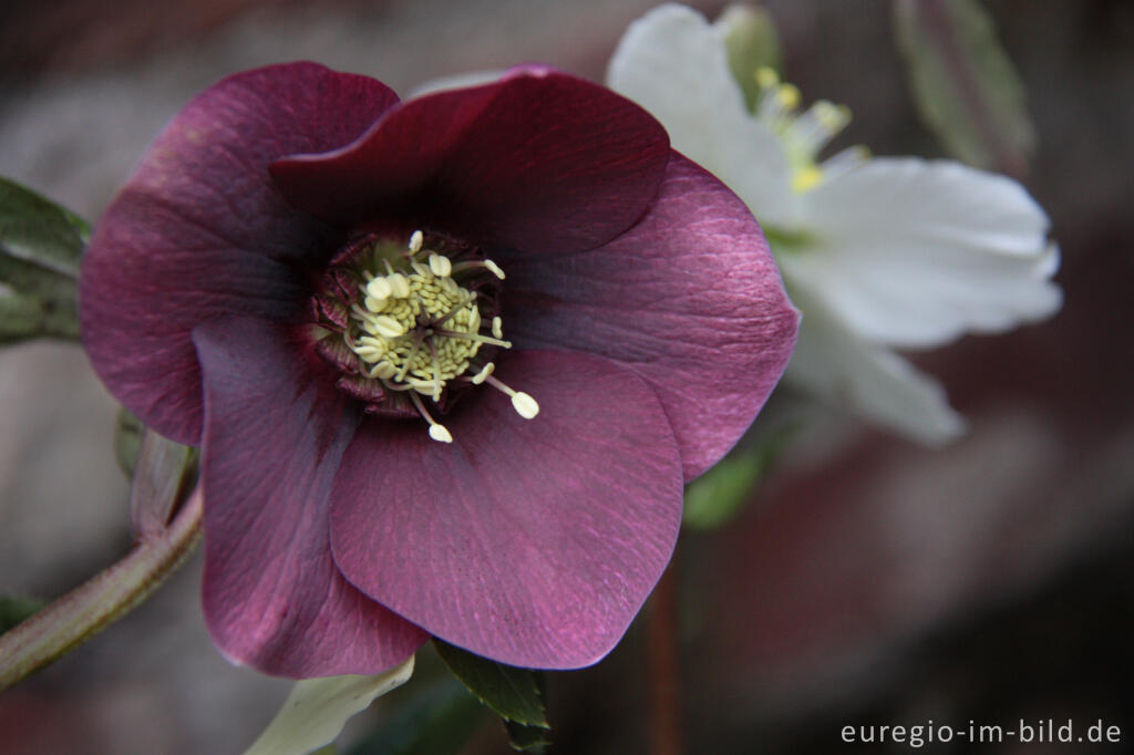 Detailansicht von Blüte der Purpur-Nieswurz, Helleborus purpurascens