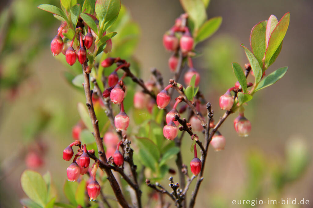 Detailansicht von Blüte der Rauschbeere, Vaccinium uliginosum, im Platten Venn (Hohes Venn)