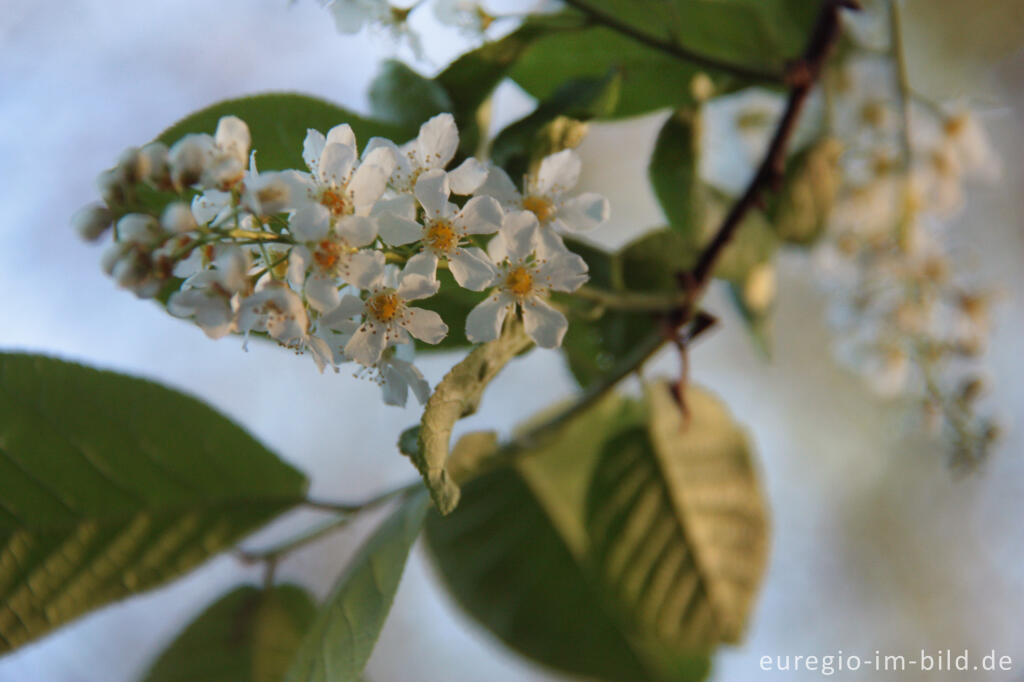 Detailansicht von Blüte der Traubenkirsche, Prunus padus, Cranenweyer bei Kerkrade, NL