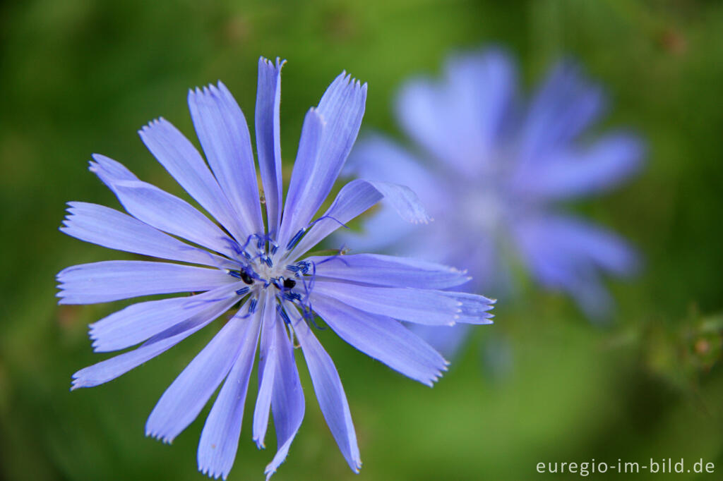 Detailansicht von Blüte der Wegwarte