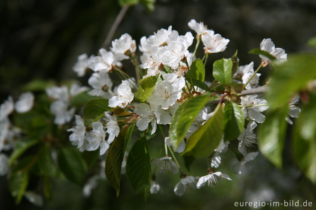 Detailansicht von Blüte der Wildkirsche