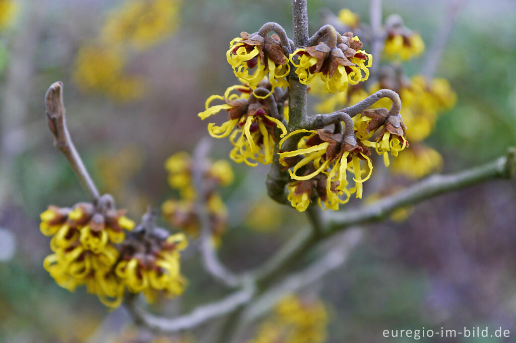 Detailansicht von Blüte der Zaubernuss