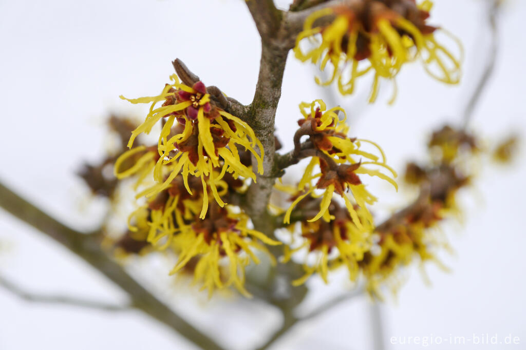 Detailansicht von Blüte der Zaubernuss