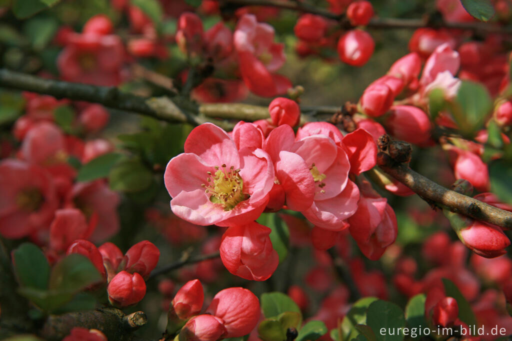 Blüte der Zierquitte, Chaenomeles